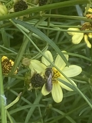 Anthophila