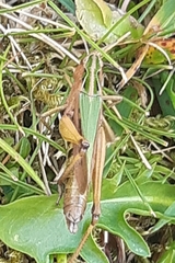 Omocestus viridulus