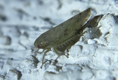 Acinopterus