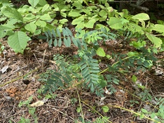 Astragalus neglectus