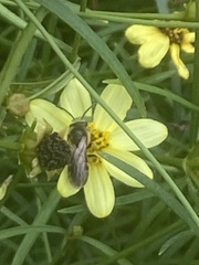 Anthophila