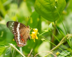 Anartia fatima