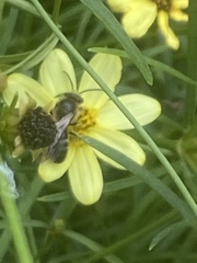 Anthophila