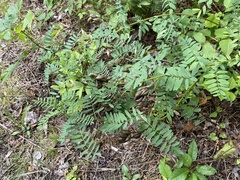 Astragalus neglectus