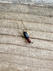 Phyllopalpus pulchellus