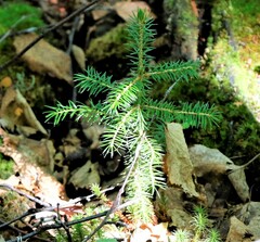 Picea jezoensis jezoensis