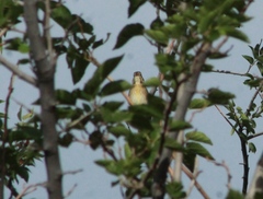 Spiza americana