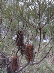 Banksia spinulosa