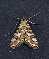 Elophila ekthlipsis