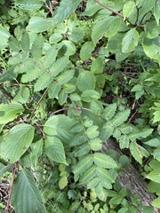 Sorbus decora