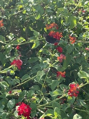 Erynnis tristis