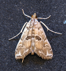 Elophila gyralis