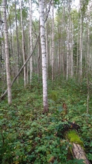 Betula pubescens