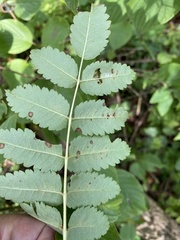 Sorbus decora