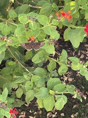 Erynnis tristis