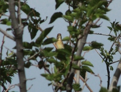 Spiza americana