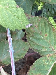 Eucosma parmatana