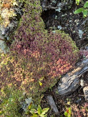 Sphagnum capillifolium