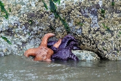 Pisaster ochraceus