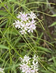 Thelypodium wrightii