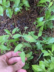 Hypericum virginicum