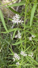 Thelypodium wrightii