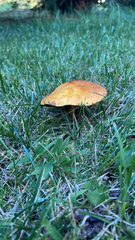 Suillus grevillei