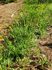 Setaria pumila