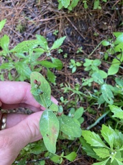 Hypericum virginicum