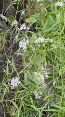 Thelypodium wrightii