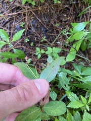 Hypericum virginicum