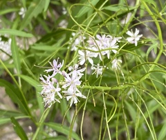 Thelypodium wrightii