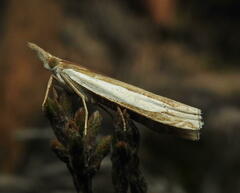 Crambus leachellus