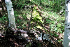 Picea jezoensis jezoensis