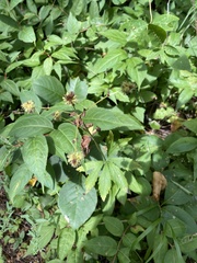 Sanicula marilandica