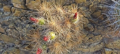Echinocereus stramineus