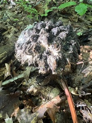 Strobilomyces strobilaceus