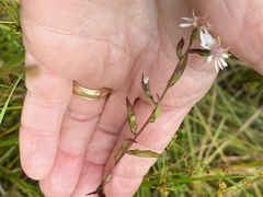 Symphyotrichum boreale
