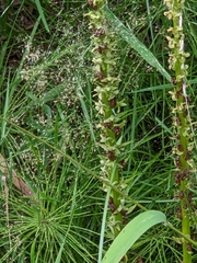 Platanthera stricta