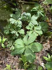 Sanicula marilandica