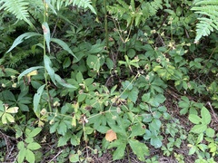 Sanicula marilandica