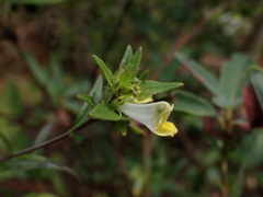 Melampyrum lineare