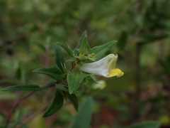 Melampyrum lineare