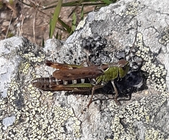 Gomphocerus sibiricus