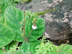 Gloxinia erinoides