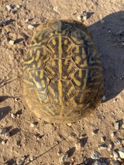 Terrapene ornata