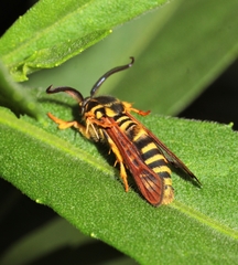 Pennisetia marginatum