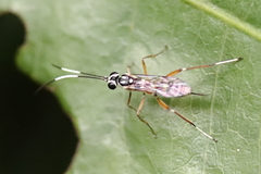 Lymeon orbus