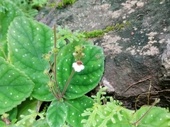 Gloxinia erinoides