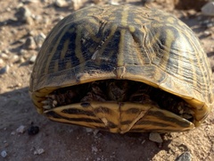 Terrapene ornata
